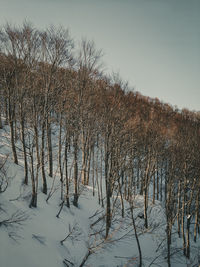 Bare trees on snow covered land against sky