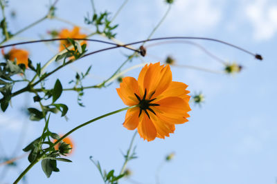 Close-up of orange cosmos flower against sky