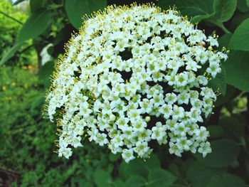 Close-up of white flowering plant