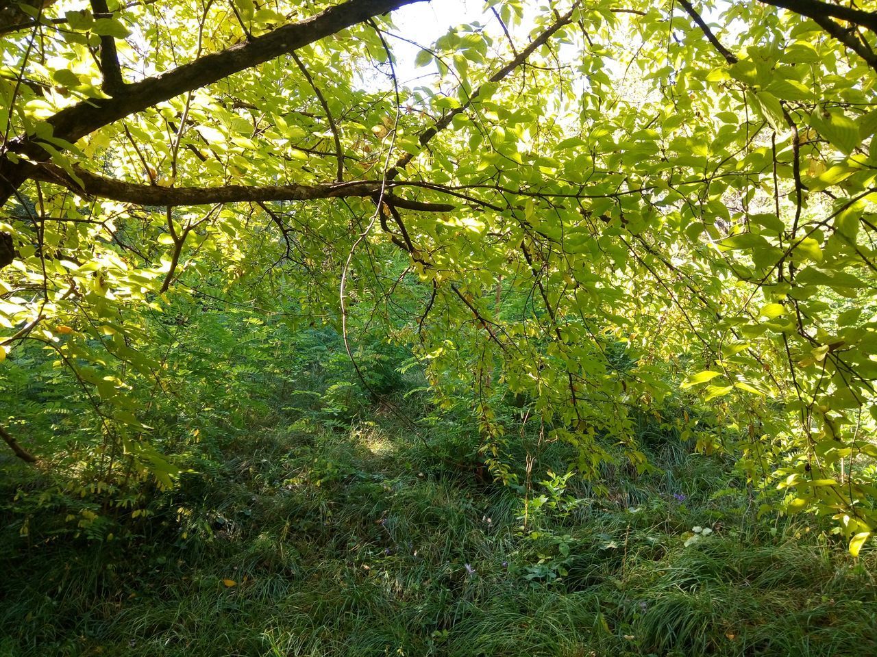 VIEW OF TREES IN FOREST