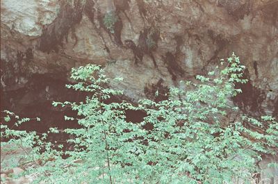 High angle view of rocks and trees in forest