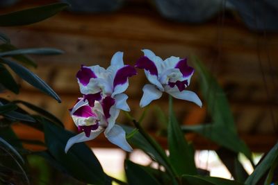 Close-up of purple flowering plant