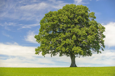 Tree on field against sky