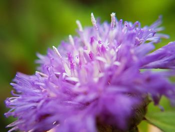 Close-up of purple flower blooming outdoors