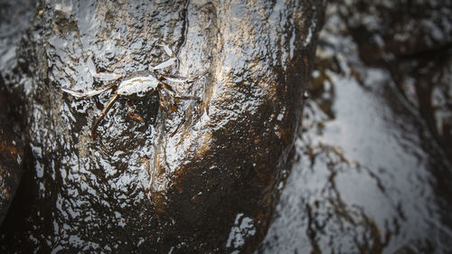 Full frame shot of tree trunk