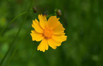 Close-up of yellow flower