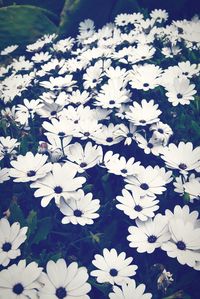 High angle view of white flowers blooming outdoors