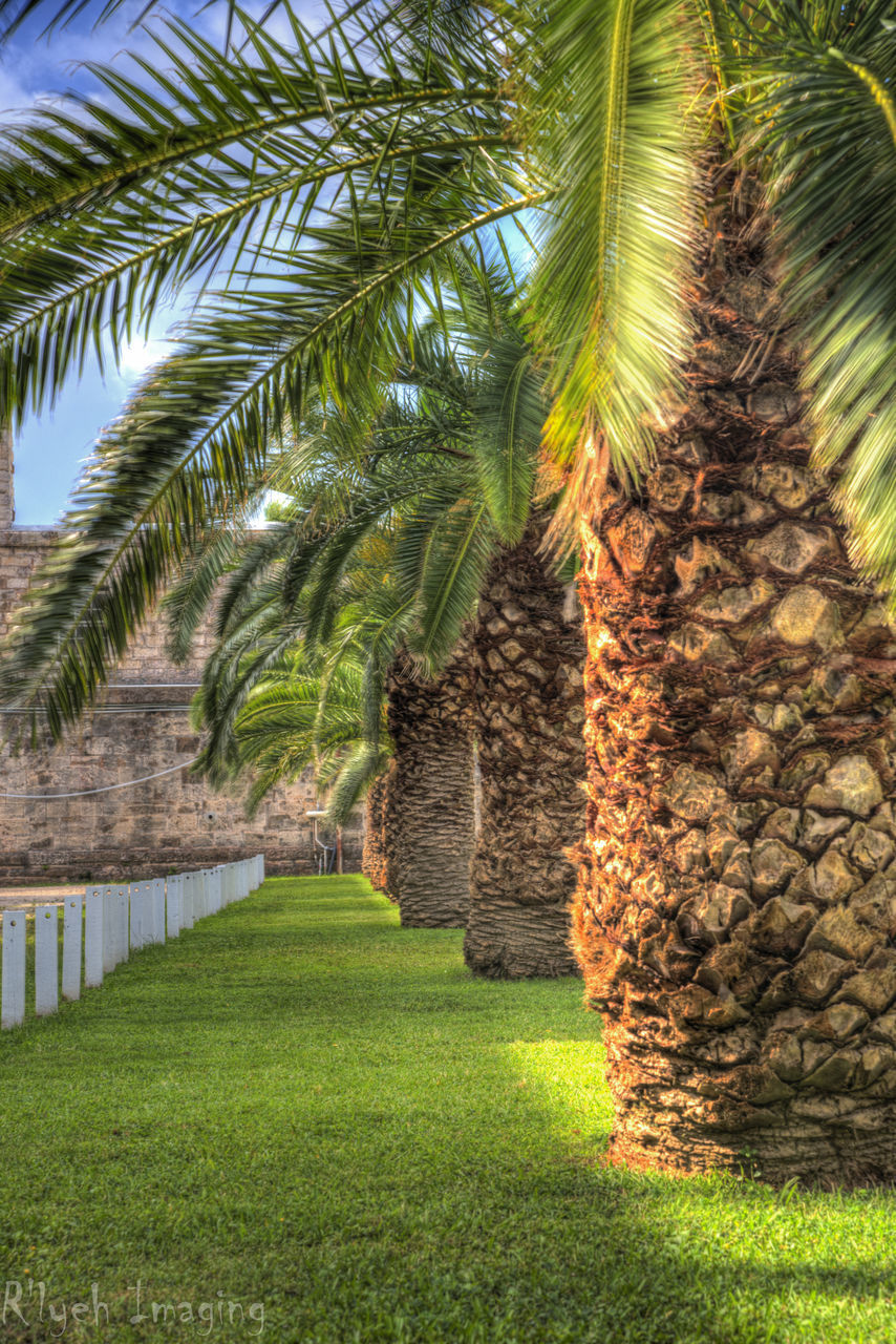 tree, palm tree, growth, green color, grass, nature, tranquility, sunlight, beauty in nature, tranquil scene, sky, plant, day, tree trunk, scenics, outdoors, green, no people, growing, idyllic, sunny, landscape, tourism