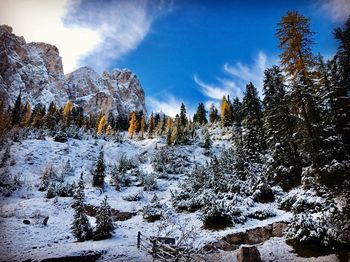 Snow covered trees in forest against sky