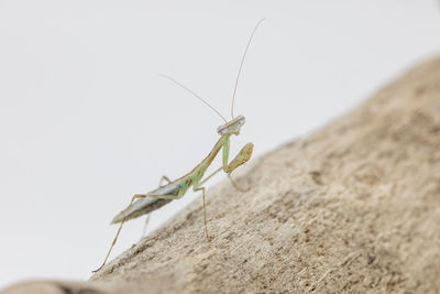 A madagascan marbled mantis on a piece of deadwood.