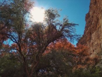 Low angle view of trees against sky during autumn