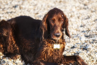 Portrait of dog relaxing on field