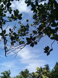 Low angle view of tree against sky