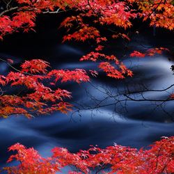 Reflection of trees on lake during autumn