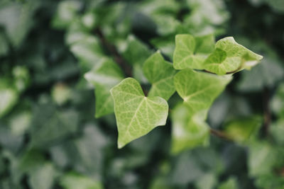 Close-up of fresh green leaves