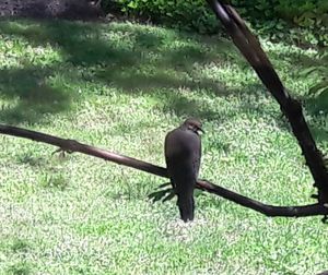 Bird perching on branch