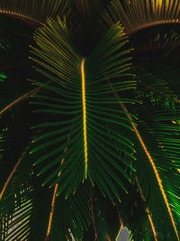 Full frame shot of palm leaves