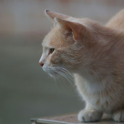 Close-up of cat looking away