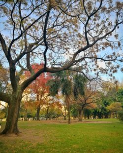 Trees on field against sky