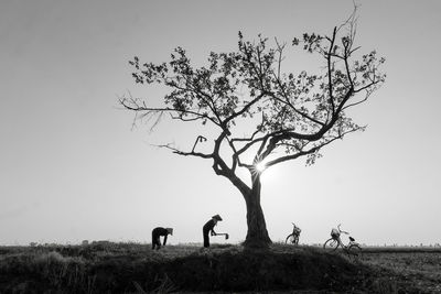 View of a horse grazing on field