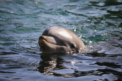 Horse swimming in sea