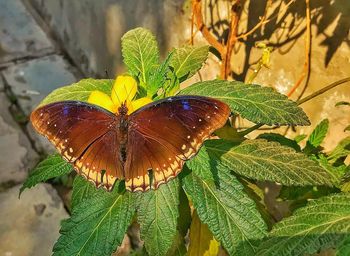 Close-up of butterfly on plant