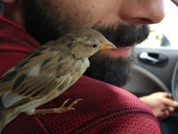 Cropped image of man with sparrow on shoulder in car