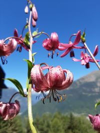 Close-up of pink flowering plant against clear sky