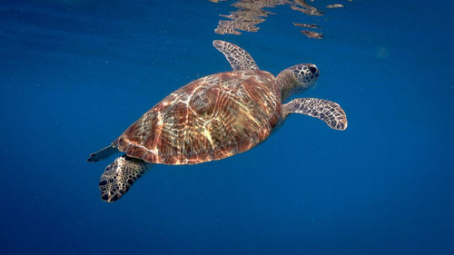 Swimming green sea turtle at pagkilatan