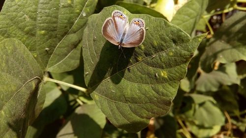 Close-up of insect on leaf