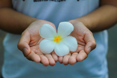 Close-up of hand holding white flower