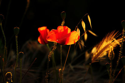 Close-up of red flowering plant