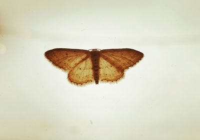 Close-up of butterfly on white surface