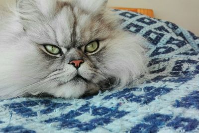 Close-up portrait of cat lying on bed