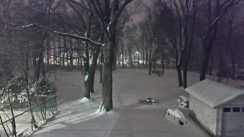 Trees on snow covered beach