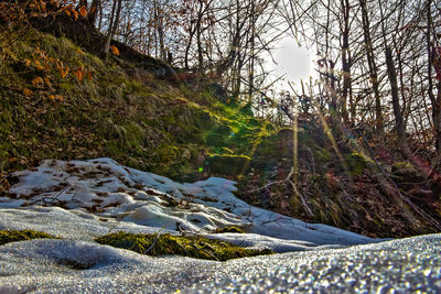 Scenic view of forest during winter