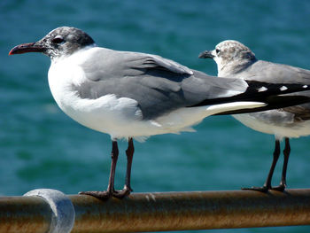 Close-up of seagull perching on railing