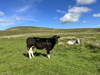 Two cows on the moor top, relaxing on a late summers day near, malham, skipton, uk