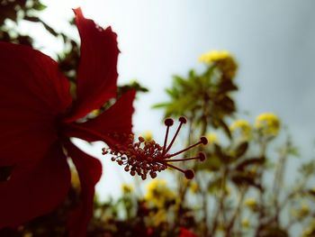 Close-up of red flowers