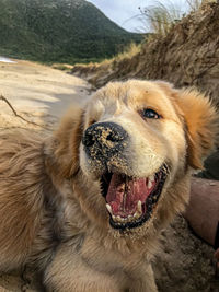 Close-up of dog on mountain