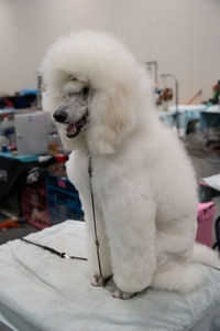 Close-up of dog looking away while sitting on table at home