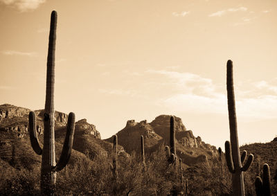 Cactus growing on field against sky