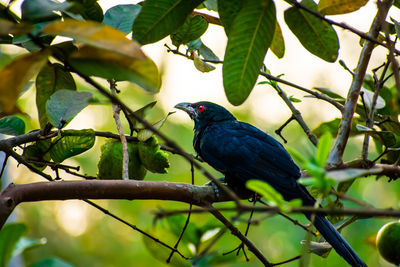 Low angle view of bird perching on tree