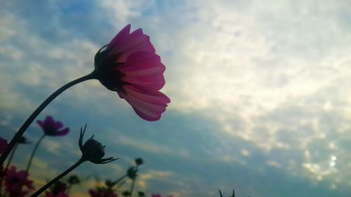 Close-up of flower against sky