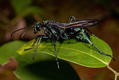 Close-up of hand holding insect