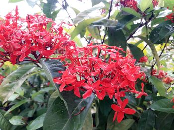 Close-up of red flowers blooming outdoors