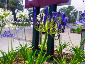 Close-up of purple flowers blooming outdoors