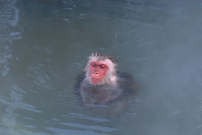 Monkey swimming in lake
