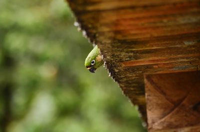 Close-up of insect on wood