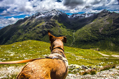 Dog standing against mountains during winter